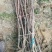 苹果树苗70~80cm2-3年占地用苗