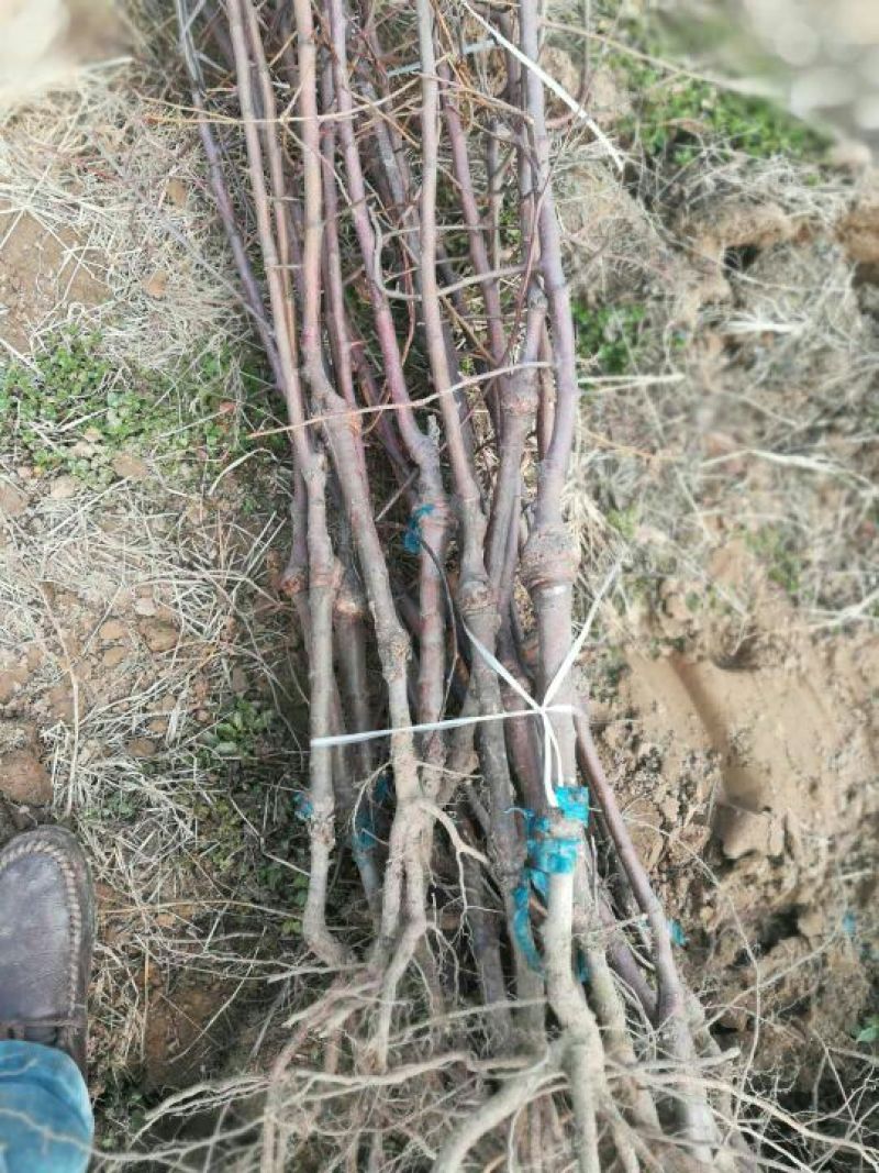 苹果树苗70~80cm2-3年占地用苗