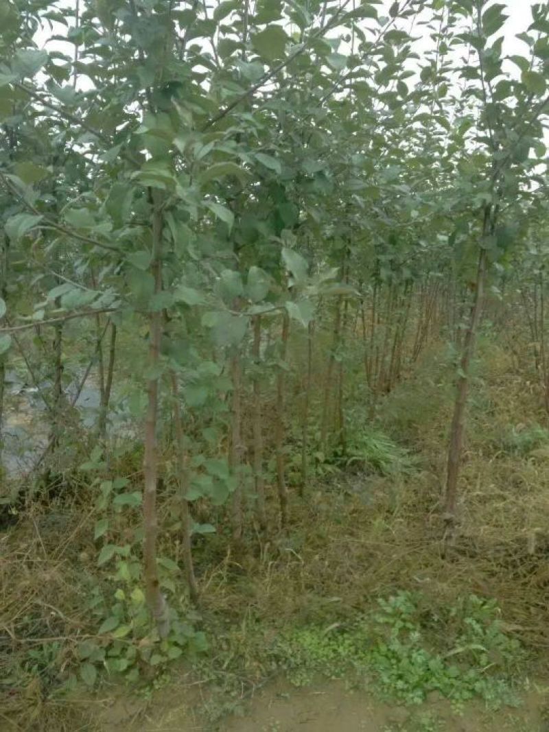 苹果树苗70~80cm2-3年占地用苗