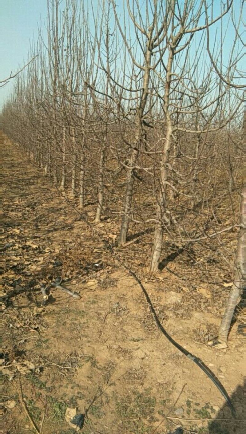 苹果树苗70~80cm2-3年占地用苗