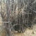 苹果树苗70~80cm2-3年占地用苗