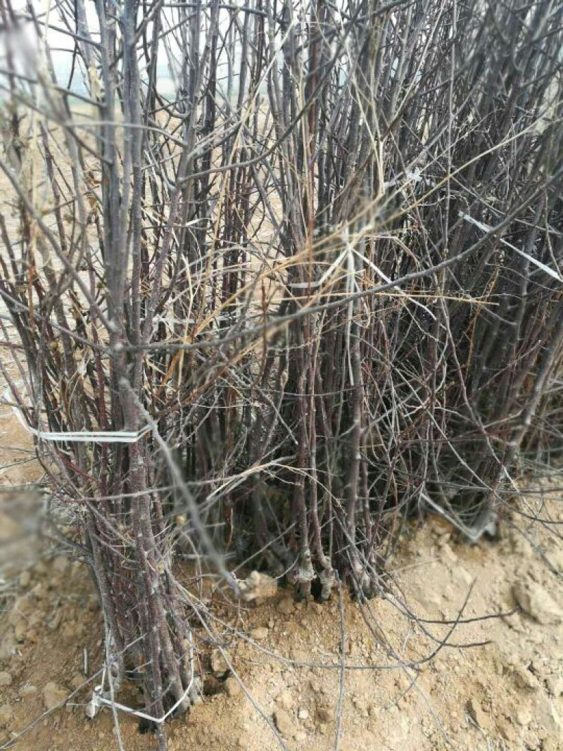 苹果树苗70~80cm2-3年占地用苗