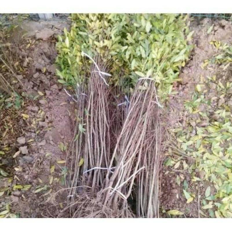 千层花石榴苗实生苗50~60cm