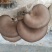 平菇菌棒23×53