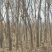 国槐苗地栽苗20~30cm