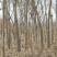 国槐苗地栽苗20~30cm