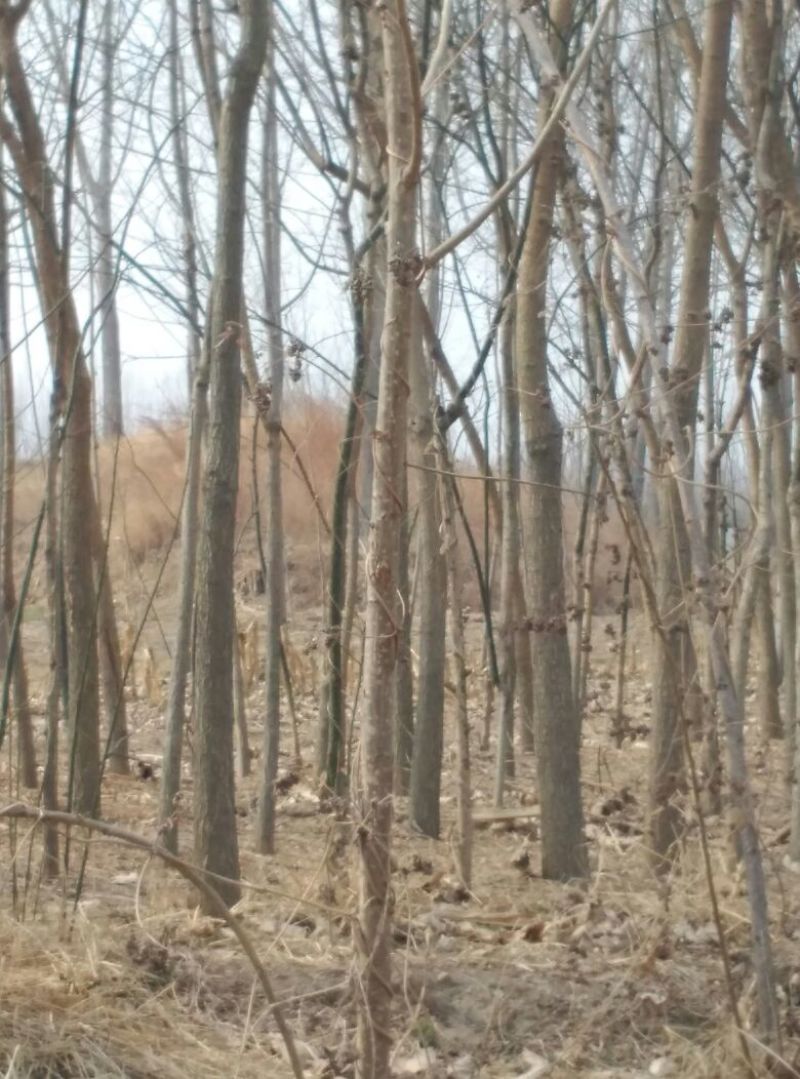 国槐苗地栽苗20~30cm