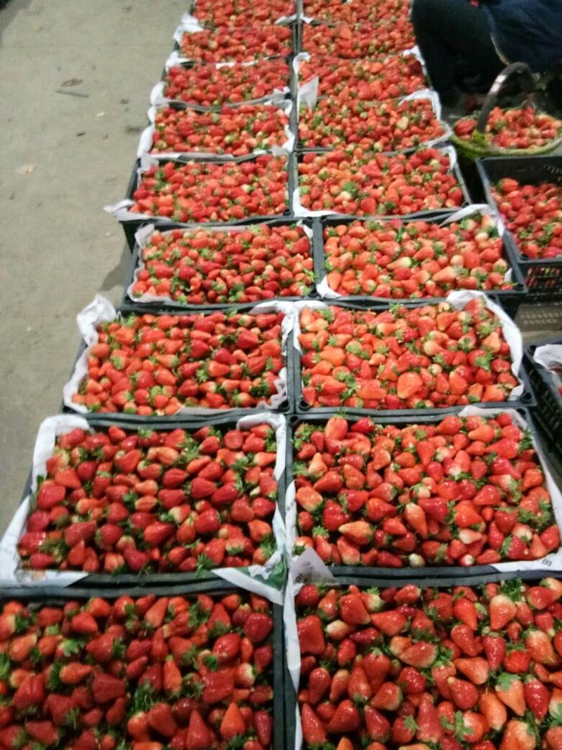 甜查理草莓，妙香30~40克