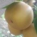 梨树苗80cm以上0.8cm