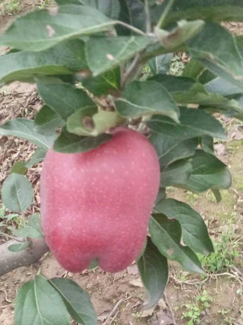 梨树苗80cm以上0.8cm
