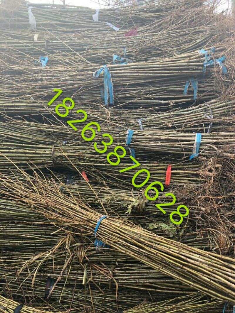 梨树苗80cm以上0.8cm
