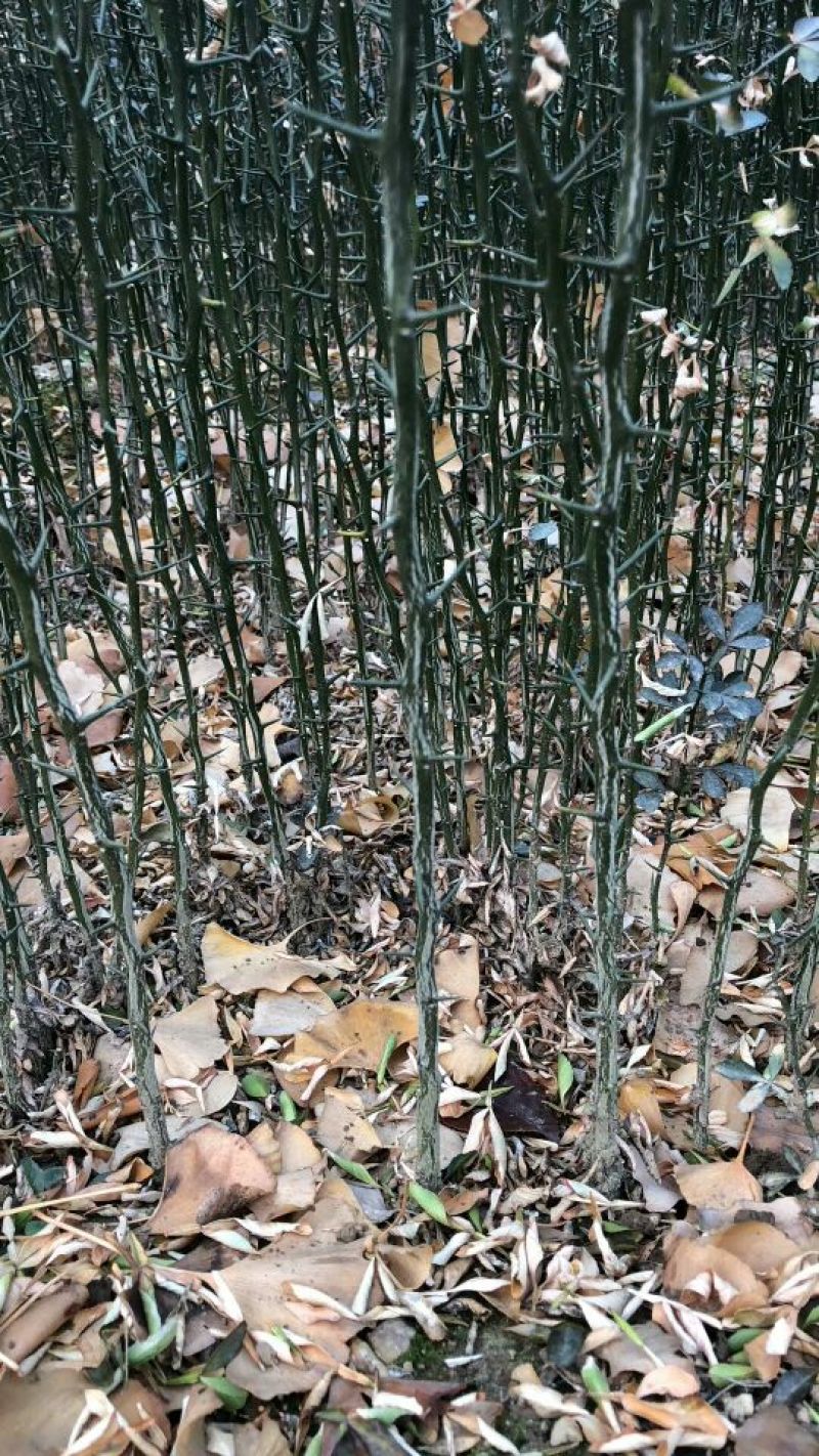 枸橘苗51~80cm