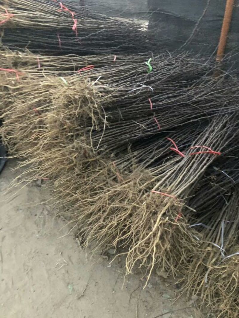 枸橘苗51~80cm