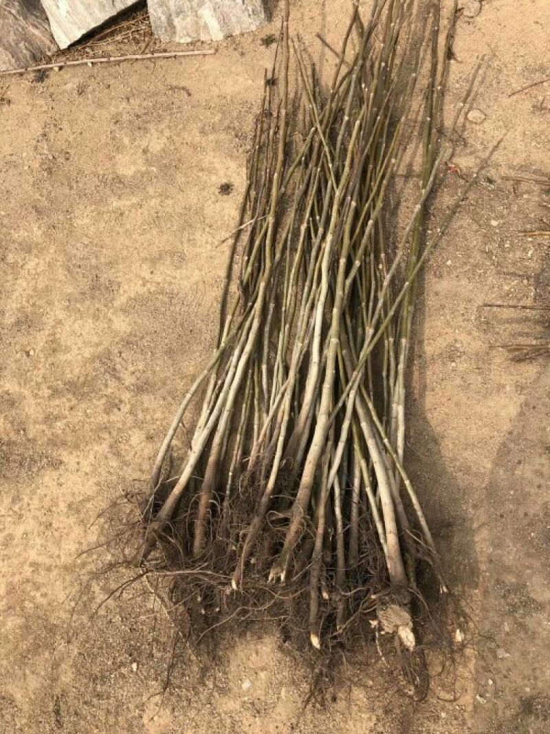 核桃苗1年以下50~100cm