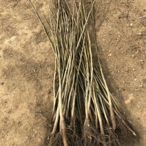 核桃苗1年以下50~100cm