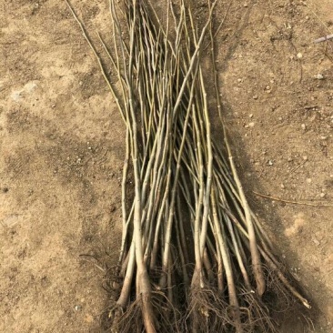 核桃苗1年以下50~100cm