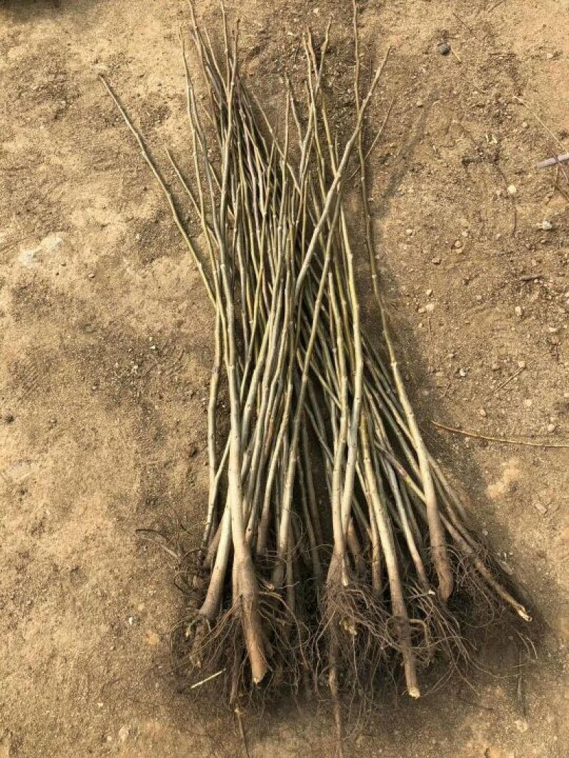 核桃苗1年以下50~100cm