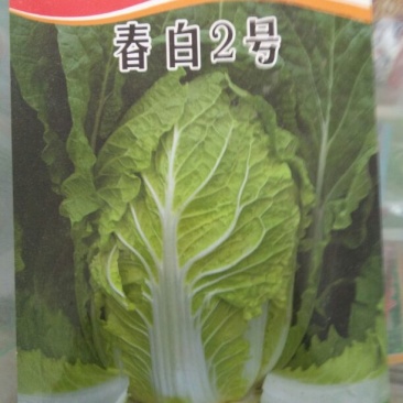 白菜种子