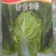白菜种子