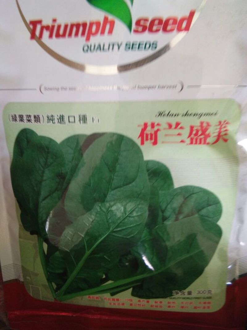 菠菜种子97%