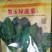 菠菜种子97%