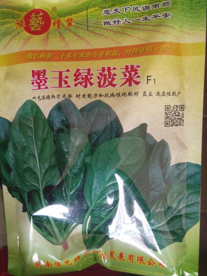菠菜种子97%