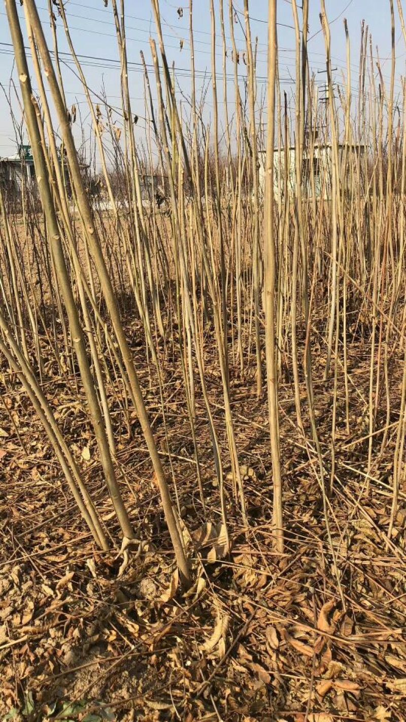 香椿苗温室80cm以上