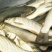 金草鱼鱼苗人工养殖活鱼0.05公斤