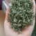 蒙顶甘露特级