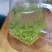 蒙顶甘露特级