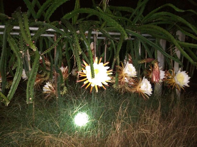 火龙果苗超甜红水晶火龙果种苗