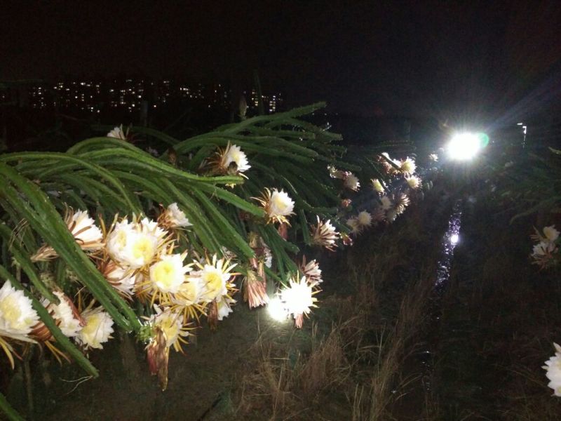 火龙果苗超甜红水晶火龙果种苗