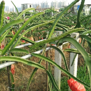 火龙果苗超甜红水晶火龙果种苗