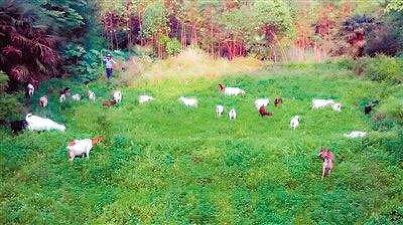 山羊80~110斤/头