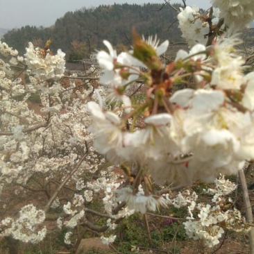 樱桃10~15mm