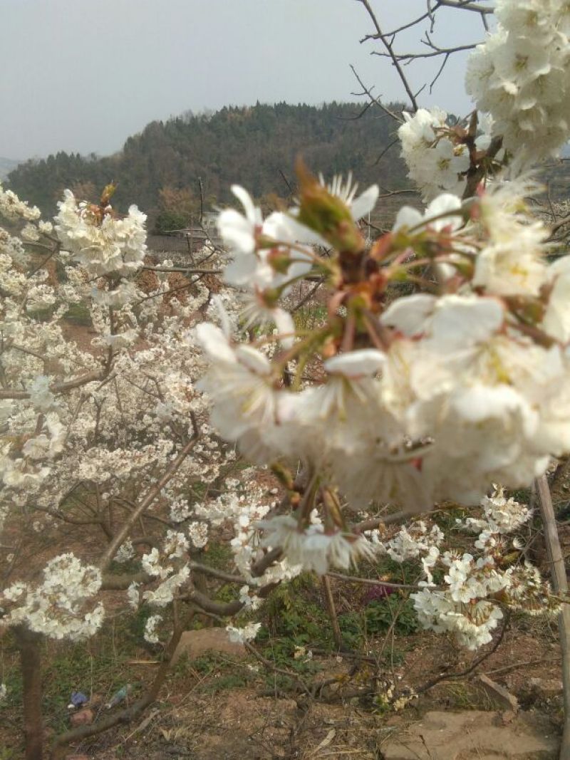 樱桃10~15mm