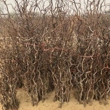 枣树苗50~80cm