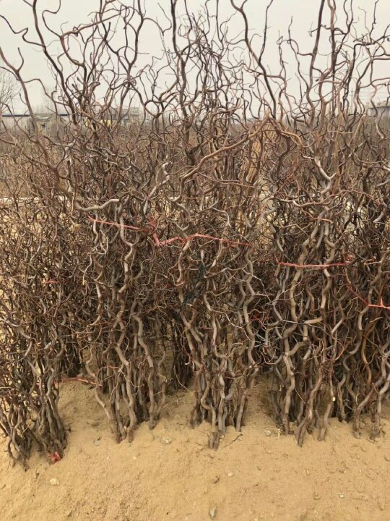 枣树苗50~80cm