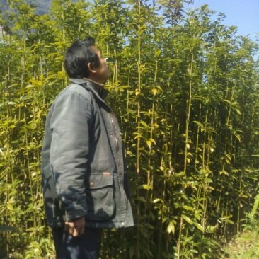楠木苗