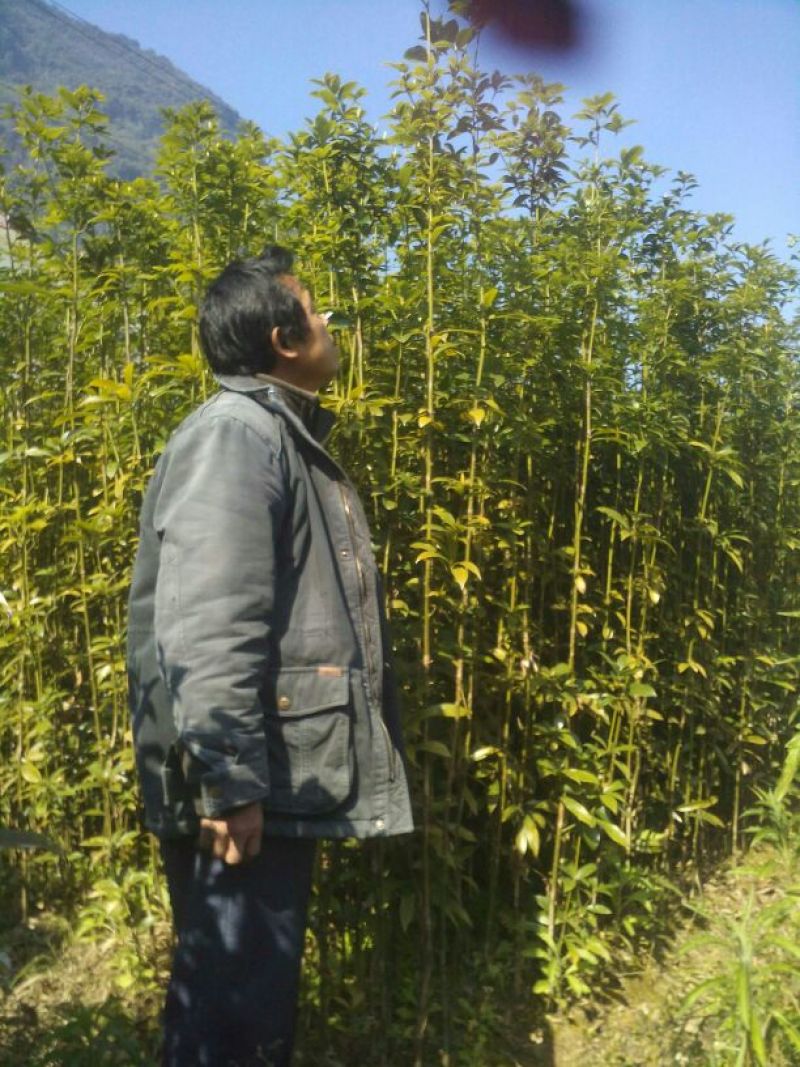 楠木苗