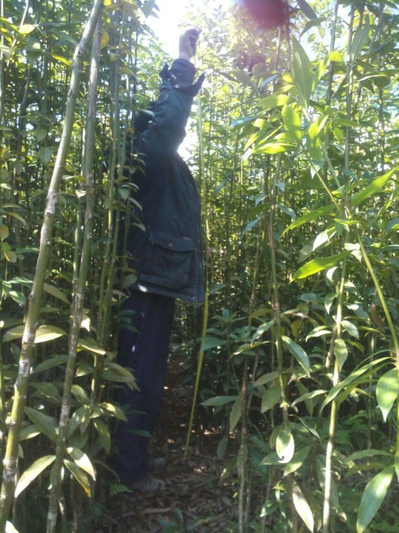楠木苗
