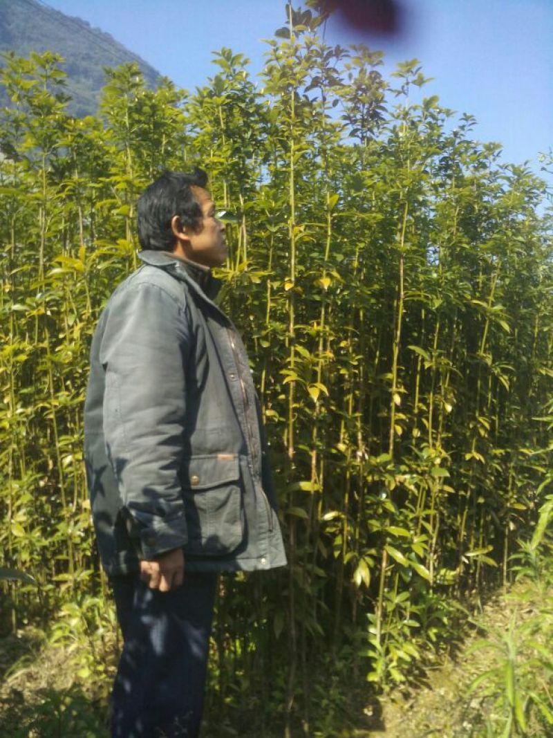 金丝楠木苗80cm以上