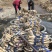 荷花60cm以上芡实。古代连，千屈菜。黄昌普。美人蕉。