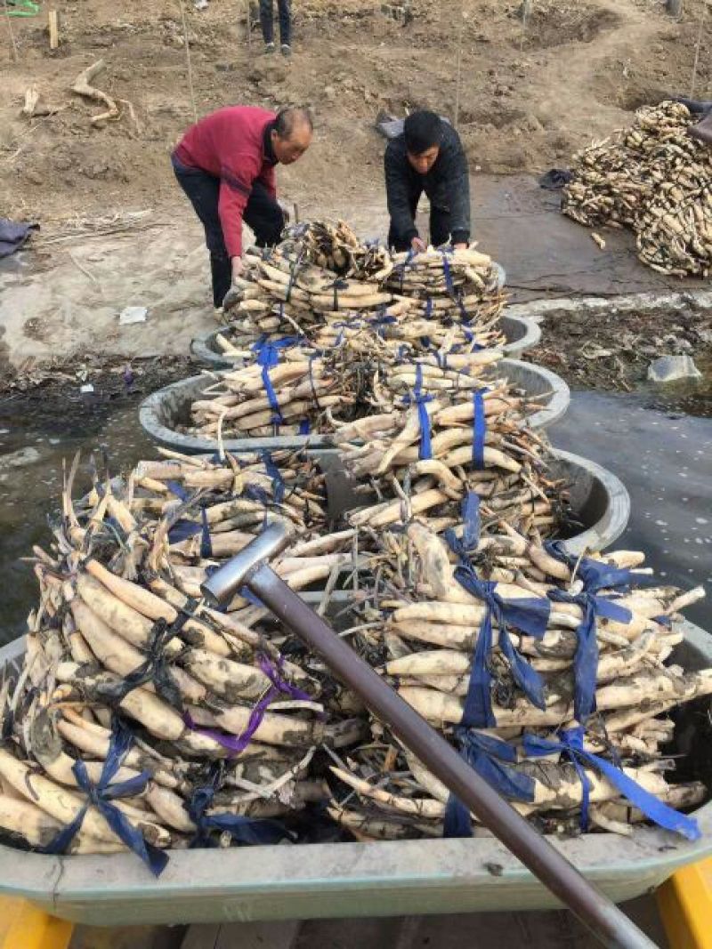 荷花60cm以上芡实。古代连，千屈菜。黄昌普。美人蕉。