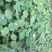 荷花60cm以上芡实。古代连，千屈菜。黄昌普。美人蕉。