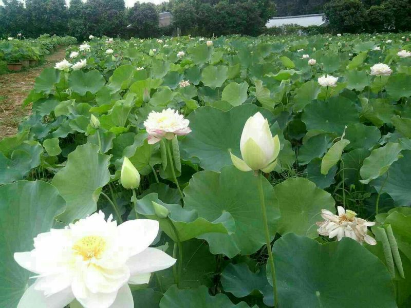 荷花60cm以上芡实。古代连，千屈菜。黄昌普。美人蕉。