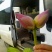 荷花60cm以上芡实。古代连，千屈菜。黄昌普。美人蕉。