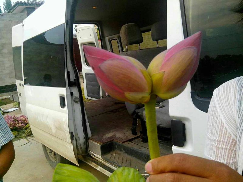 荷花60cm以上芡实。古代连，千屈菜。黄昌普。美人蕉。