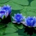 荷花60cm以上芡实。古代连，千屈菜。黄昌普。美人蕉。