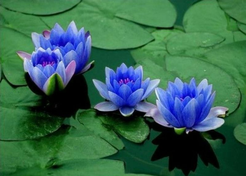 荷花60cm以上芡实。古代连，千屈菜。黄昌普。美人蕉。
